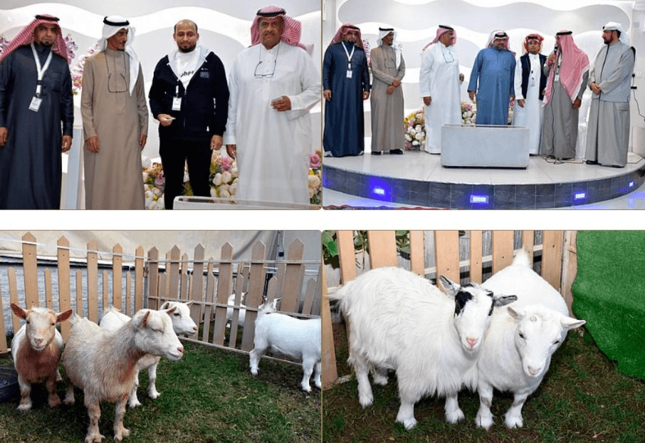 الملتقى الثالث للماعز القزم بالأحساء